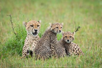 Cheetah with two cubs By Stu Porter Photography