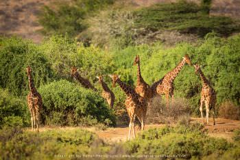 Photo of Reticulated Giraffe by Stu Porter