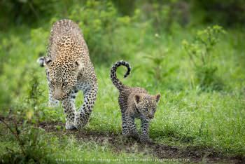 Photo of a Leopard with her small cub in Kenyas Masai Mara