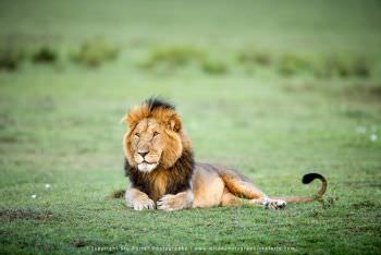 Male Lion in Masai Mara Kenya Photography by Stu Porter