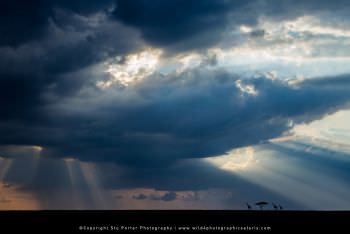 Photograph of the wide open plains of the Masai Mara by Stu Porter