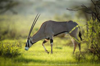 Photograph of a female Beisa Oryx, Kenya