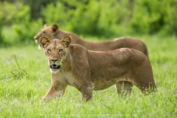 Lions in Samburu Kenya