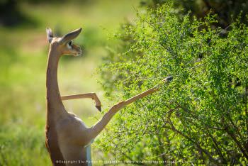 Female Gerenuk Antelope Samburu Reserve Kenya