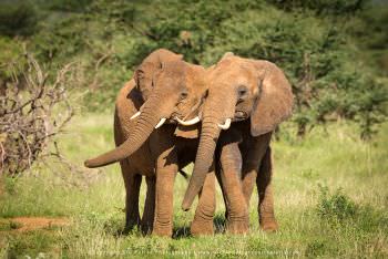 Two male Elephants playing in Samburu Kenya