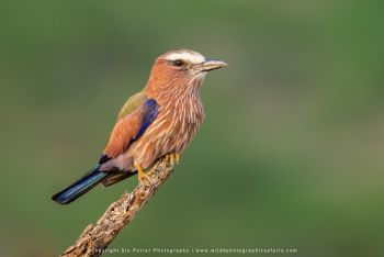 Photo of a Purple Roller Bird in Samburu Kenya