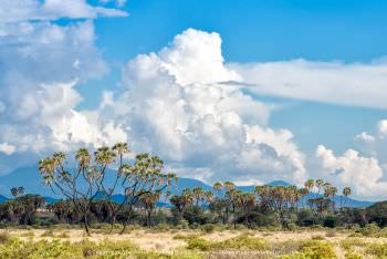 Green season Photo Safari Landscape in Samburu Kenya