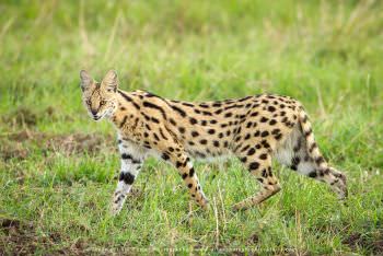Serval Cat photo in Kenya by Stu Porter
