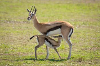 Thompsons Gazelle feeding baby Wild4 Photography