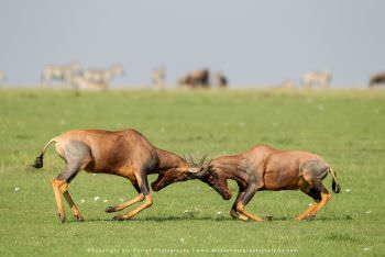 Two Topi Antelopes fighting in Kenya by Stu Porter