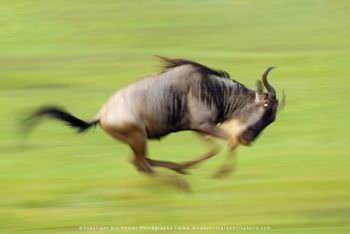 White Bearded Wildebeest running, Kenya