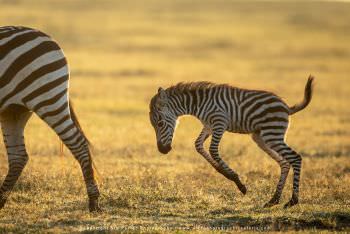 Baby Zebra Ngorongoro Crater by Stu Porter Photography