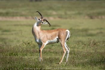 Grant's Gazelle Crater Tanzania WILD4 African Photo Safaris