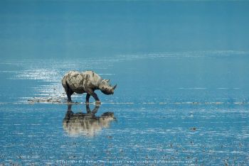 Black Rhino crossing lake Crater Tanzania reserved