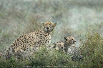 Cheetah and cubs in a heavy down pour. Ndutu Tanzania. Copyright Stu Porter Photography