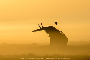 Elephant in the mist Amboseli Kenya by Stu Porter Photography