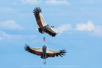 Grey Crowned Cranes in flight WILD4 African Photo Safaris