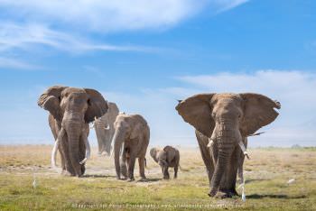 Herd of Elephants Amboseli Small group Photographic tours