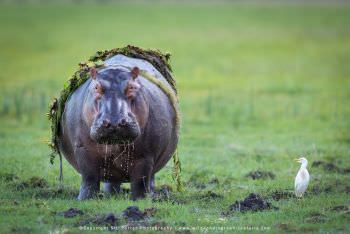 Hippo in Amboseli Kenya by Stu Porter Photography