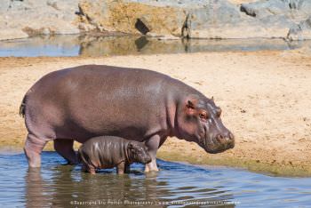 Hippo with small baby Tanzania by Stu Porter Photography