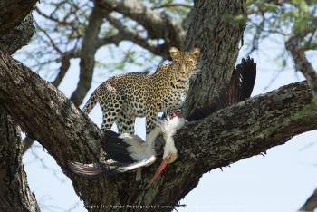 Leopard in tree with White Stork kill by Stu Porter Photography