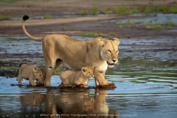 Lioness with two small cubs in water Ndutu WILD4 African Photo Safaris