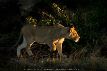 Lioness stalking in Serengeti WILD4 African Photo Safaris