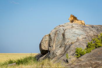 Male Lion on granite Kopje WILD4 African Photo Safaris