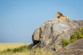 Male Lion on the top of a Kopje, Tanzania
