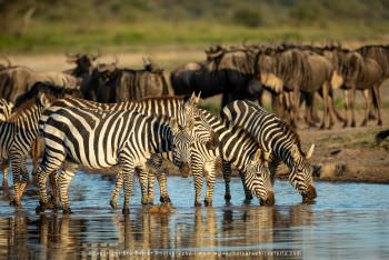 Zebra in Ndutu Tanzania by Stu Porter Photography