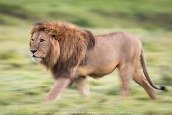 Male Lion in Ngorongoro Crater Tanzania Small group Photographic tours