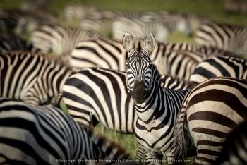 Herd of Zebra in Serengeti Tanzania Small group Photographic tours