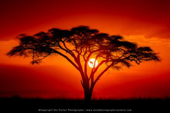 Tree at sunset in Serengeti Small group Photographic tours