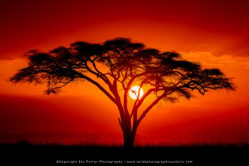 Tortillis tree sunset in Serengeti