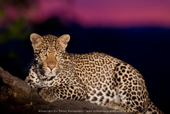 African Photographic Tours