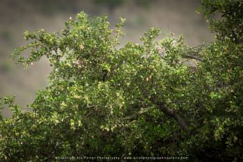 An elusive Leopard hides at the top of a tree in the Mara WILD4 African Photo Tours