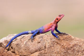 Rock Agama lizard WILD4 African Photo Tours