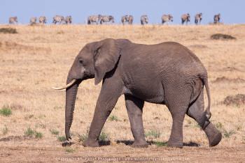 Elephant and Zebra  Porter African Wildlife Photography