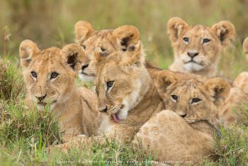 Lion cubs Masai Mara photo safari Kenya