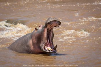 Hippo in the Mara River yawning Masai Mara photo safari Kenya