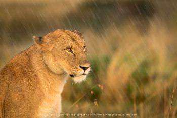 Lioness in a rain storm Stu Porter African Wildlife Photography