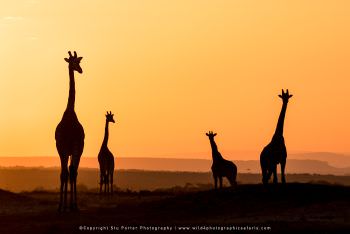Giraffe at sunrise near Olkiombo in the Mara In the Masai Mara Game Reserve Kenya Safari