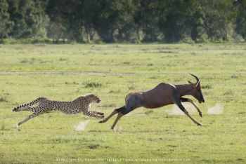 A Cheetah chases a fully grown Topi antelope WILD4 African Photo Tours
