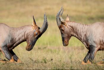 Two male Topi antelopes face off Stu Porter African Wildlife Photography