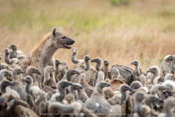 Spotted Hyaena surrounded by Vultures at a kill in the Mara Stu Porter African Wildlife Photography