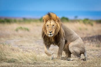 Male Lion in the Mara Masai Mara photo safari Kenya