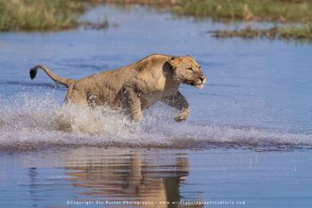 Copyright Stu Porter Photography Botswana