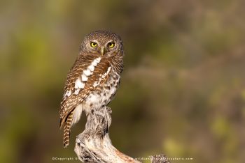 Copyright Stu Porter Photography Botswana