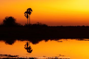 Copyright Stu Porter Photography Botswana