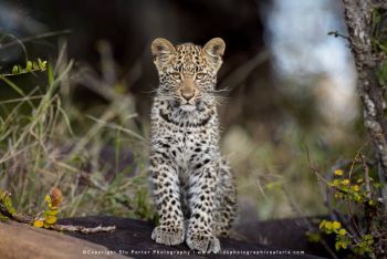 Copyright Stu Porter Photography MalaMala South Africa